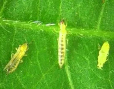 Thrips за стайни растения