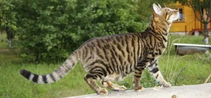 Toyger котка снимка, описание порода, характер, цена и детски ясли