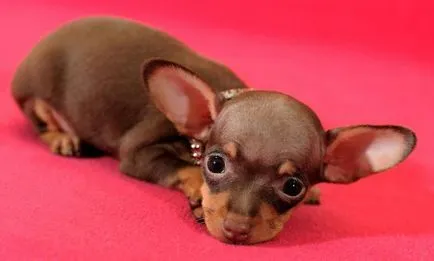 мнения Toy Terrier