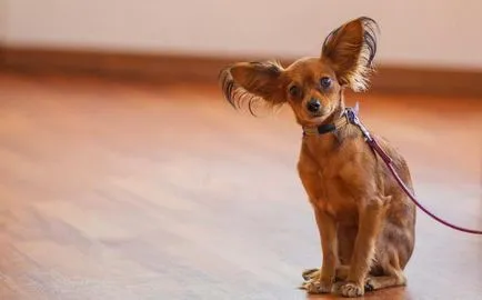 мнения Toy Terrier