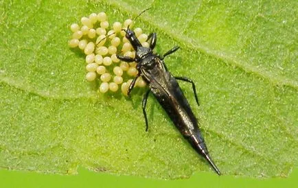 методи за контрол Thrips