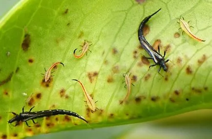 методи за контрол Thrips