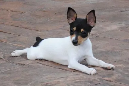 мнения Toy Terrier