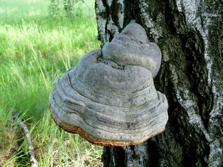 Polypore настоящото описание, снимки, лечебни свойства