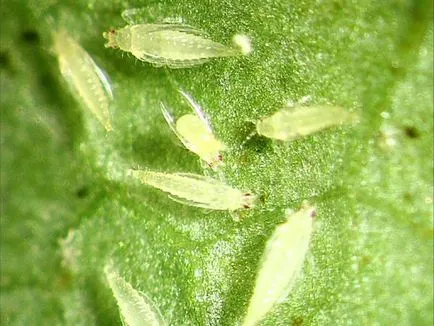 Thrips на стайни характеристики и видове, как да се борят, снимка triopsov