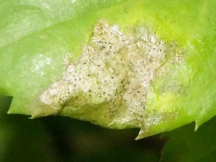 Thrips на стайни характеристики и видове, как да се борят, снимка triopsov