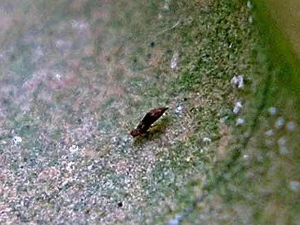 Thrips на стайни характеристики и видове, как да се борят, снимка triopsov