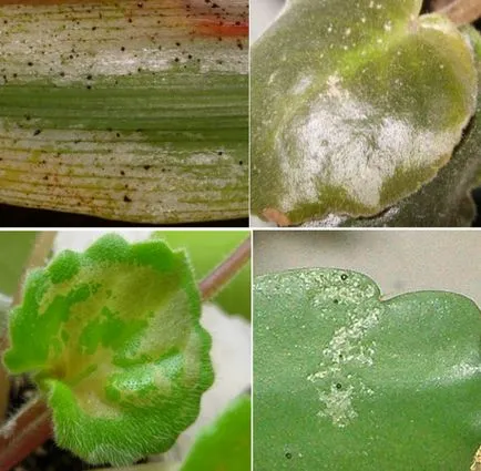 Thrips за стайни растения