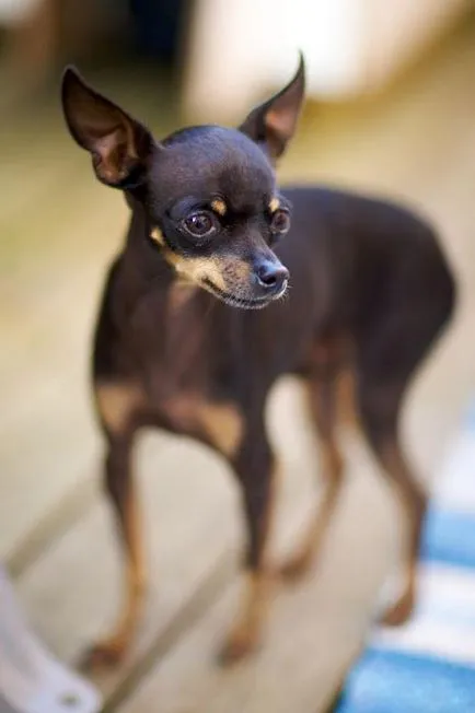 мнения Toy Terrier