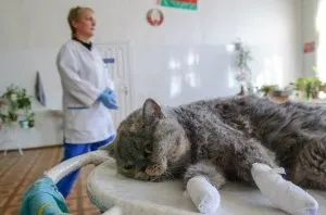 Declawing на котки, за и против opiratsii последици, истински домакини и цената (мнения) Declawing на котки, за и против opiratsii последици, истински домакини и цена