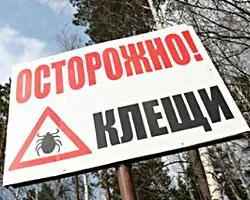 Ухапване от кърлеж, котка или котка - от това е опасно и как да се защити (ухапване) Ухапване от кърлеж, котка или котка - от това е опасно и как да се предпазите