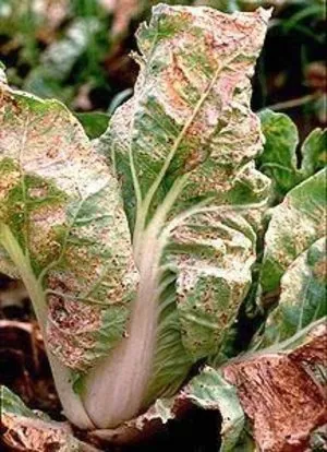 Harvest зеле в градината си какви тайни и особености на нарастващата в чужбина