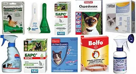 Ухапване от кърлеж, котка или котка - от това е опасно и как да се защити (котката) Ухапване от кърлеж, котка или котка - от това е опасно и как да се предпазите