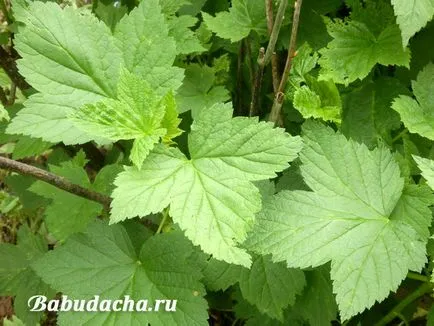Това подаване на карбамид, къща