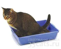 Грижа за котка
