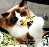 Грижа за котка