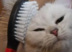 Грижа за котки
