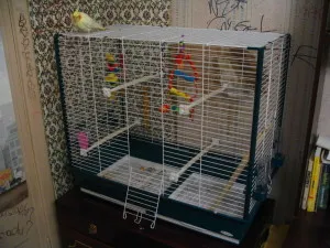 Грижи, поддръжка и хранене Cockatiel папагал (грижи) Грижи, поддръжка и хранене Cockatiel папагал