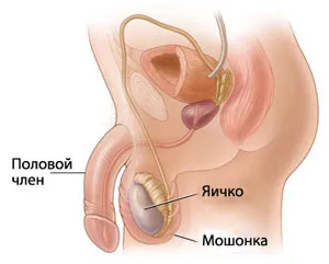 Проверка на яйце