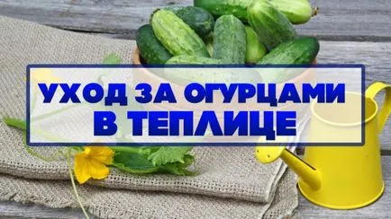 Грижа за краставици в оранжерията