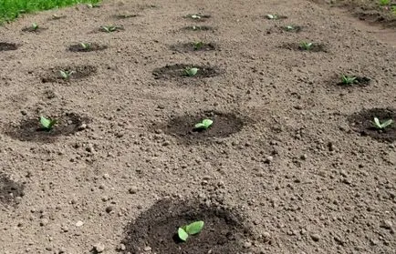 Грижа за краставици на открито място