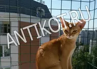 Paddock на прозорец котка (балкон) в Москва