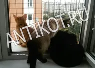Paddock на прозорец котка (балкон) в Москва