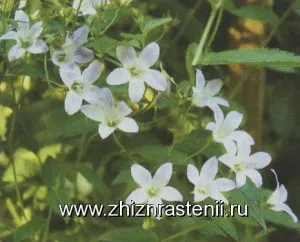 kolokolchikovzhizn Растителните видове