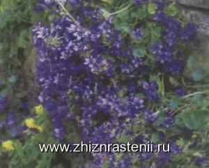 kolokolchikovzhizn Растителните видове