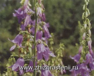 kolokolchikovzhizn Растителните видове