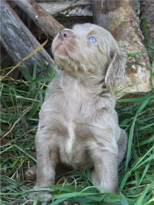 Weimaraner снимка куче и видео стандарт на породата, лов Weimaraner, с дълги коси и сини