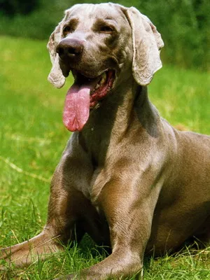 Weimaraner снимка куче и видео стандарт на породата, лов Weimaraner, с дълги коси и сини