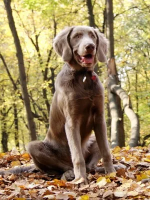 Weimaraner снимка куче и видео стандарт на породата, лов Weimaraner, с дълги коси и сини