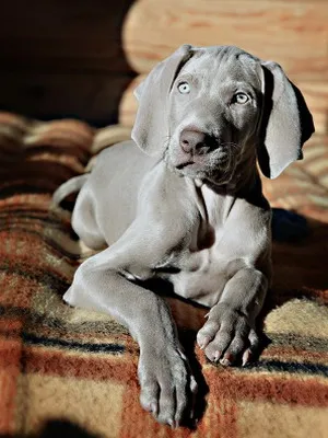 Weimaraner снимка куче и видео стандарт на породата, лов Weimaraner, с дълги коси и сини
