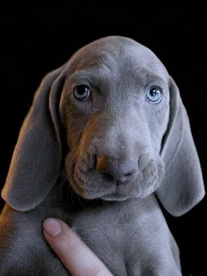 Weimaraner снимка куче и видео стандарт на породата, лов Weimaraner, с дълги коси и сини