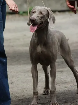 Weimaraner снимка куче и видео стандарт на породата, лов Weimaraner, с дълги коси и сини