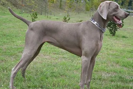 Weimaraner снимка куче и видео стандарт на породата, лов Weimaraner, с дълги коси и сини