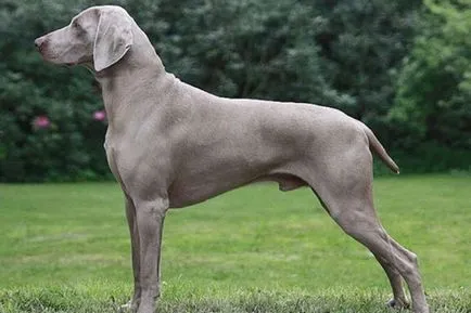 Weimaraner снимка куче и видео стандарт на породата, лов Weimaraner, с дълги коси и сини