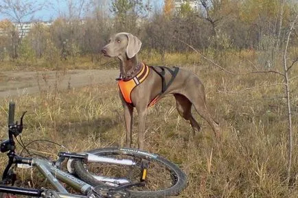 Weimaraner снимка куче и видео стандарт на породата, лов Weimaraner, с дълги коси и сини