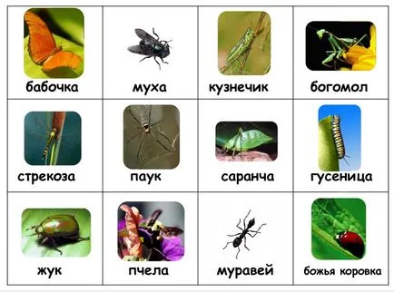 Видове насекоми с имена