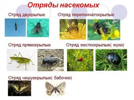 Видове насекоми с имена