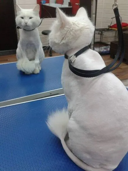 Избор на котка подстригване