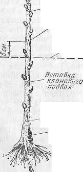Отглеждане (получаване) разсад със собствените си ръце