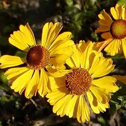 Отглеждане Helenium, частна къща