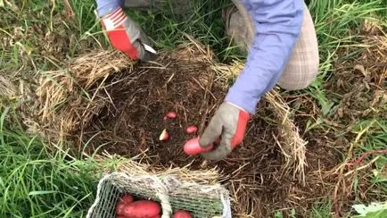 Отглеждане на картофи в слама