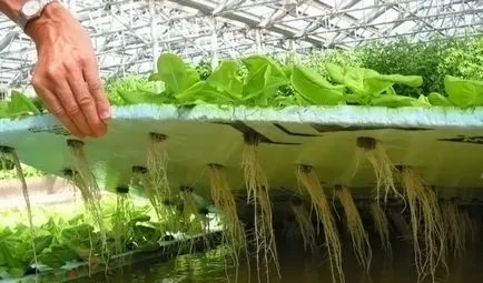 Отглеждане на ягоди в дома през цялата година