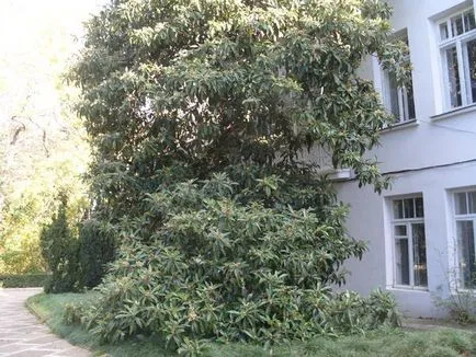 Отглеждане мушмули градина