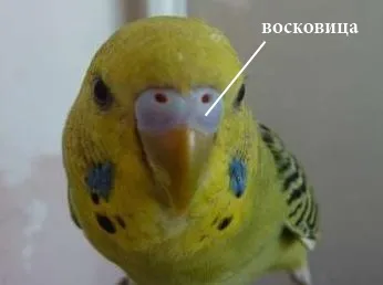 Вълнообразен град 