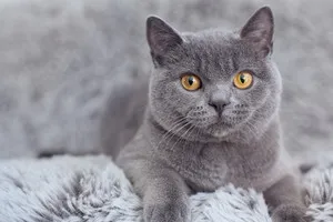 Естеството на британската котка британски поведението на котки, особено - жена и ден