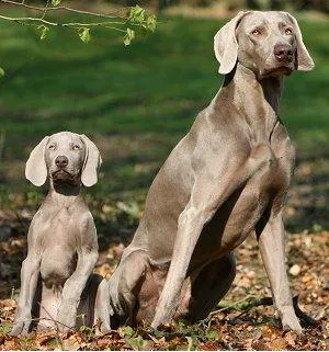 Всичко за животните - Weimaraner, всичко за животните
